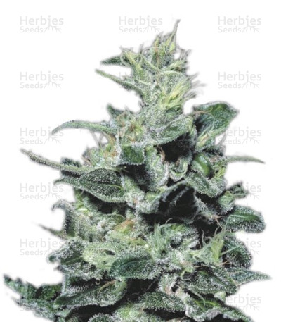 Nebula — Paradise Seeds