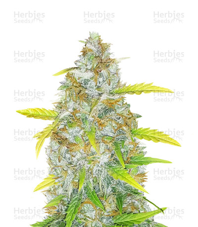 Original Auto AK — Fast Buds