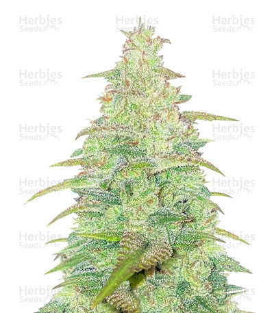 Original Auto Northern Lights — Fast Buds