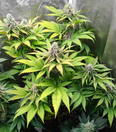 Pink Runtz — Herbies Seeds