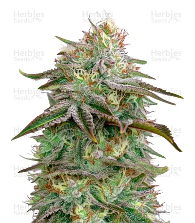 Alienz — Green House Seeds
