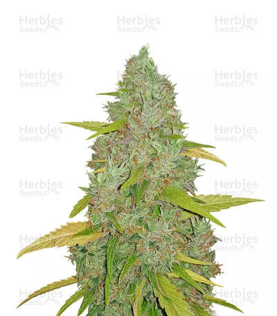 Amnesia Mac Ganja — Kera Seeds