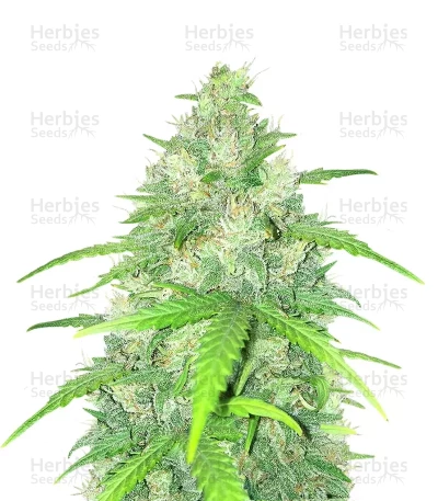 Humboldt Headband — Humboldt Seed Company
