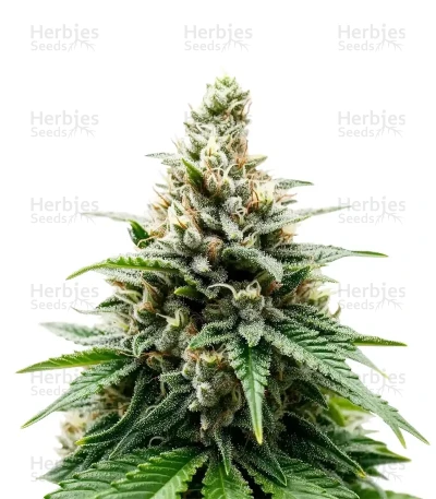 Insane OG — Barney's Farm