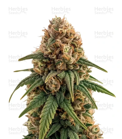 White Lemon