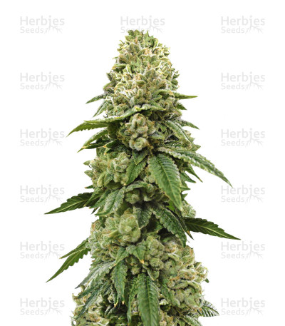 Biker Kush — Karma Genetics