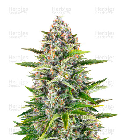 Gorilla Z Auto — Barney's Farm