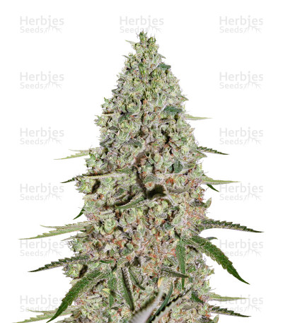 Super Critical — Green House Seeds