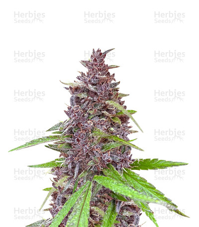 Blueberry x OG Kush — Herbies Seeds