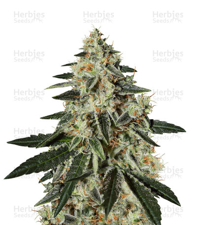 GH Cheese Feminized Seeds From Green House — Green House Seeds