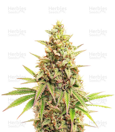 Legendary OG Punch — Royal Queen Seeds