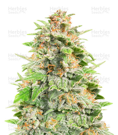 Cherry Cola Auto — Fast Buds