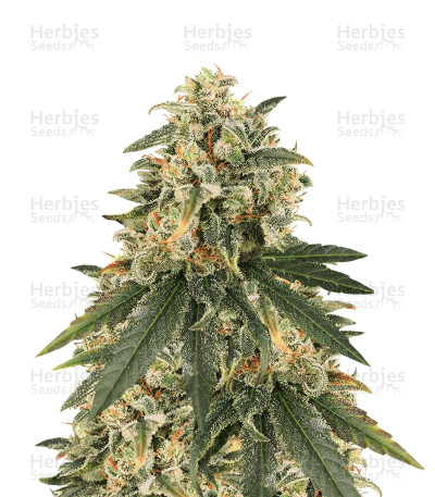 Sour Tang Kripple — Dr Krippling Seeds