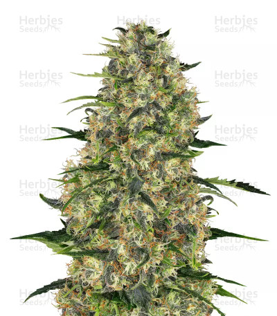Black Budha