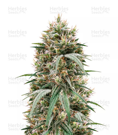 Blueberry Hill — Herbies Seeds