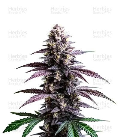 Extraction Zoap — World Wide Cultivars