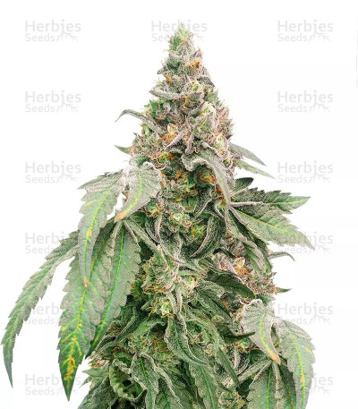 Mimosa Shot — Herbies Seeds