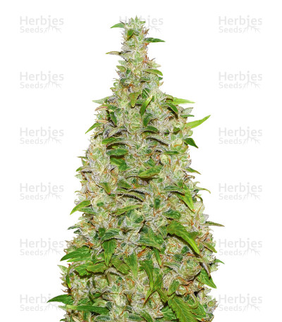 Destroyer — CannaBioGen