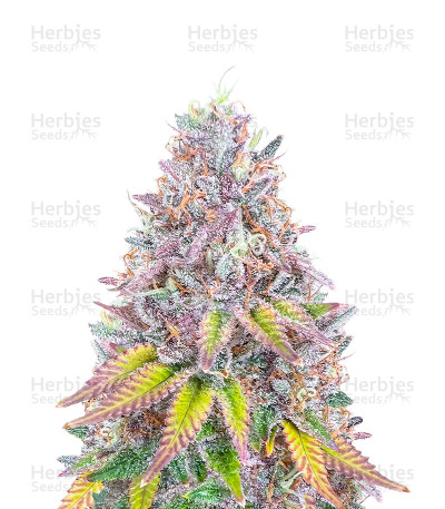 Hawaii x Purple Skunk — Herbies Seeds