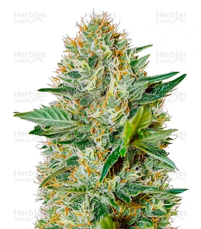 Exodus Cheese Autoflowering — Green House Seeds