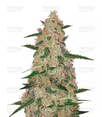 Exodus Cheese x Jack Herer x NL5 — Green House Seeds