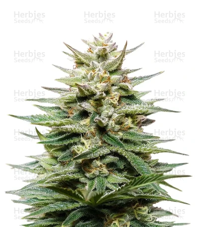 Super Lemon Haze CBD