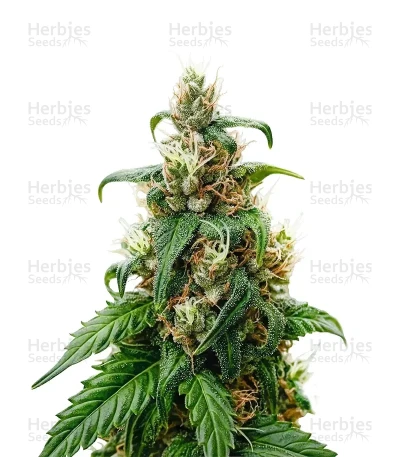 THC-Victory — Dutch Passion