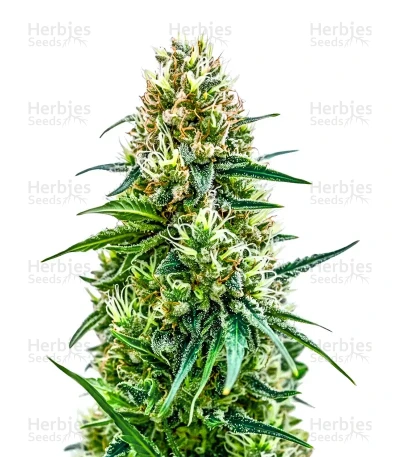 White Diesel Haze Automatic — Sensi Seeds