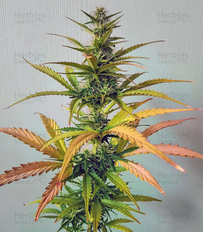 AK-48 Auto feminized seeds for sale - Herbies Seeds