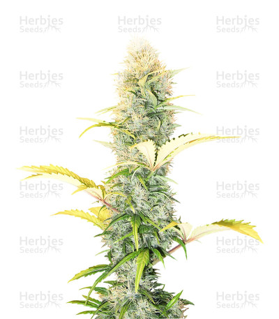 Early Pearl — Sensi Seeds