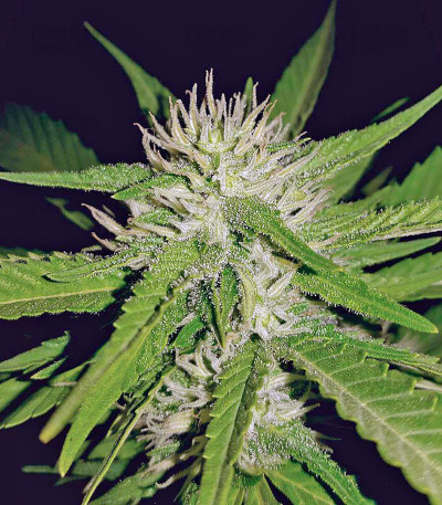 Sapphire OG — Humboldt Seeds Organization