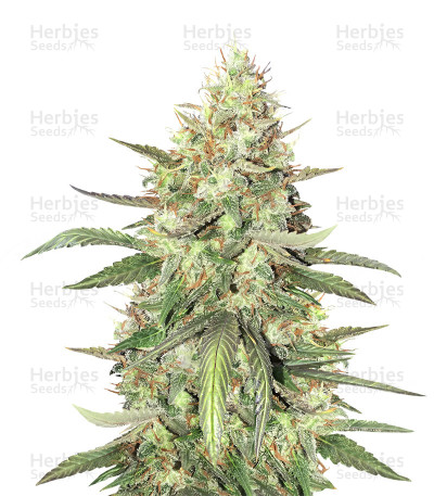 Strawberry Fields — Sagarmatha Seeds