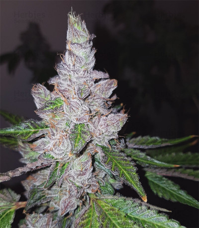 Triple G fem cannabis seeds for sale - Herbies Seeds