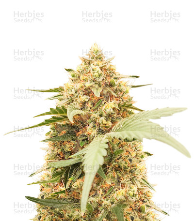 Orange Apricot Glue XL Auto — Sweet Seeds