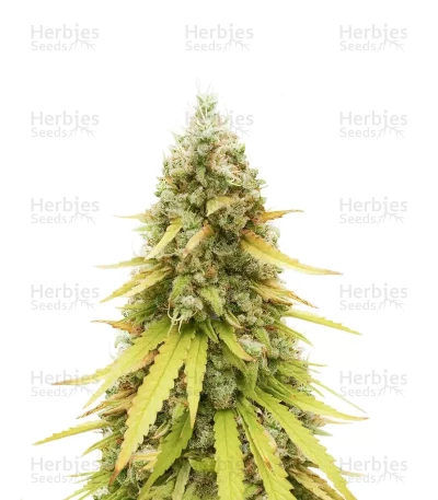 HubbaBubbaHaze Auto — Mephisto Genetics