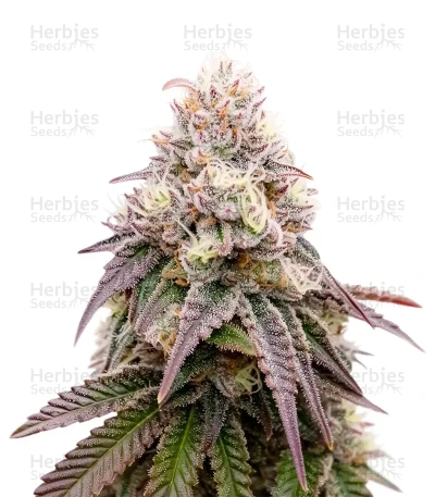 Kuchi — Devils Harvest Seeds