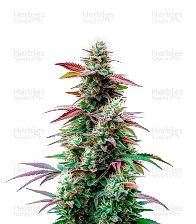 Pink Runtz Auto
