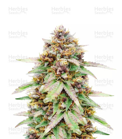 Runtz Auto — Barney's Farm
