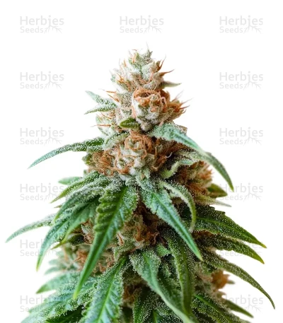 The Magician — De Sjamaan Seeds