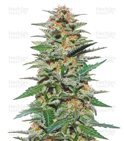Sweetberry Cough Auto — Garden Of Green