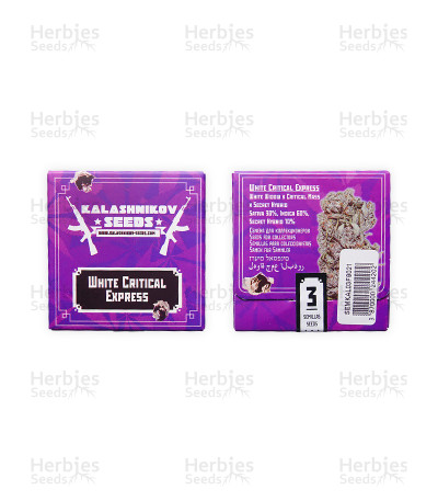 White Critical Express — Kalashnikov Seeds
