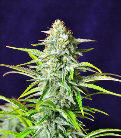 【超歓迎】 brucee-banner-3-auto-herbies- 果物