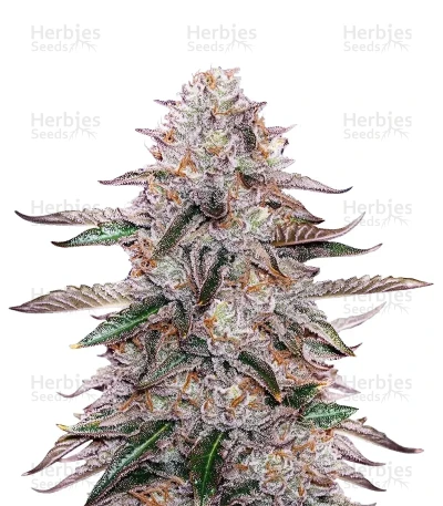 White Truffle — Growers Choice