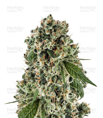 Tahoe Cure — Pyramid Seeds