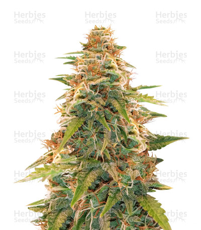 Berry Bomb — Bomb Seeds