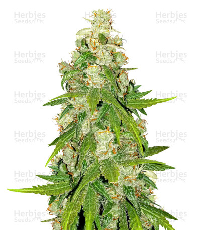 Blue Cheese