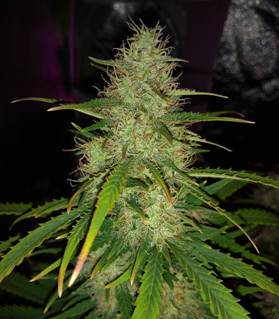 Bubble Bud feminized seeds for sale - Herbies