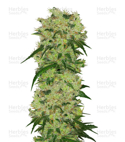 GH Cheese x Pineapple x Chemdog — Green House Seeds
