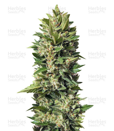 Golden Tiger — Ace Seeds