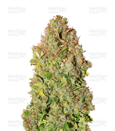 Sensi Skunk Automatic — Sensi Seeds
